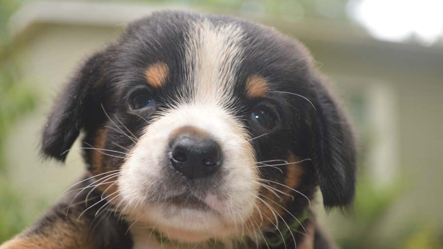 Entlebucher Mountain Dog Puppy (Black White & Tan, Face)