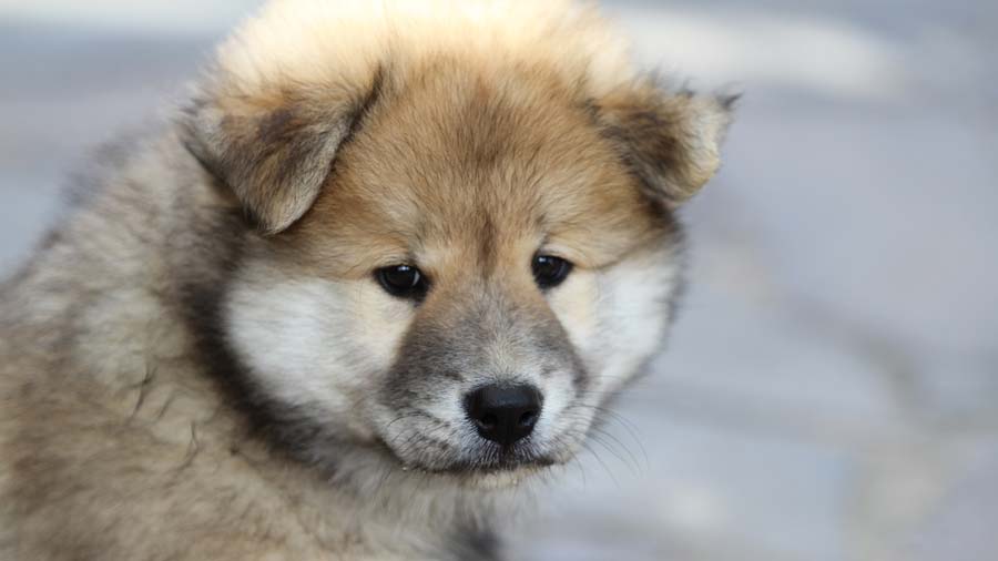 Eurasier Puppy (Face, Head)