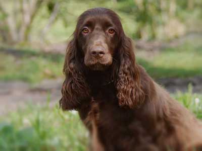 Field Spaniel