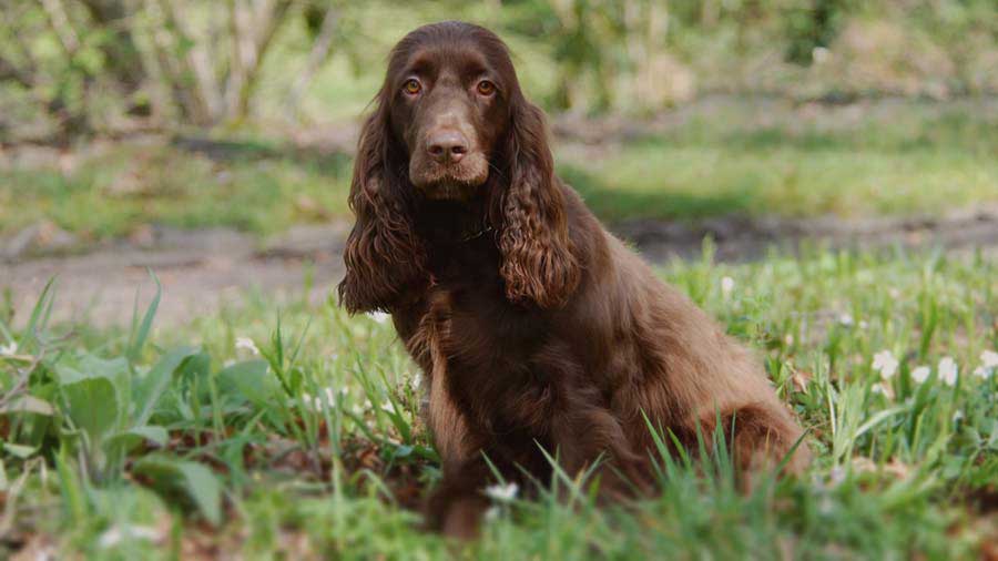 Field Spaniel (Sitting, Face)