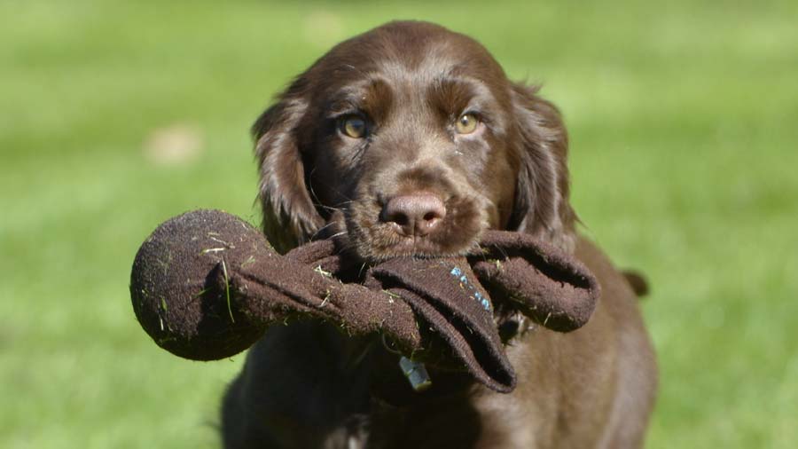 Field Spaniel Puppy (Muzzle, Face)