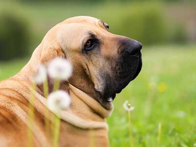 Fila Brasileiro