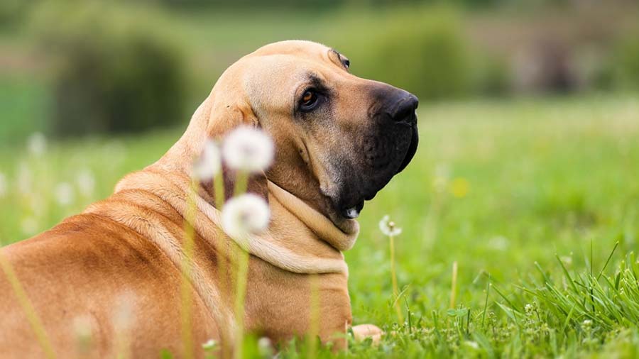 Fila Brasileiro / Brazilian Mastiff Dog two sitting Used to