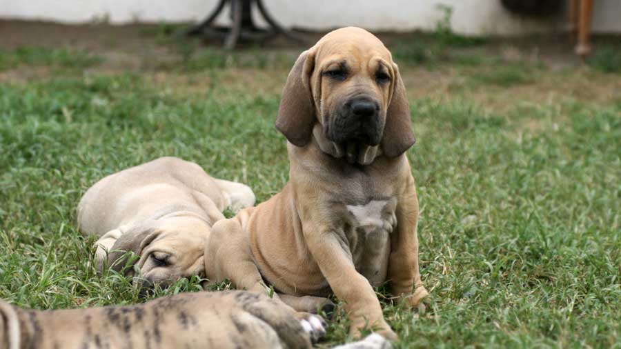 Fila Brasileiro - Price, Temperament, Life span