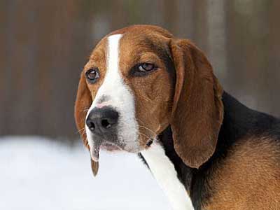 are finnish hound aggressive