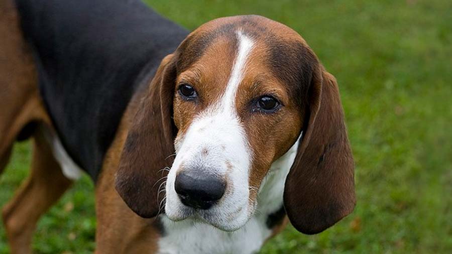 Finnish Hound (Face, Muzzle)