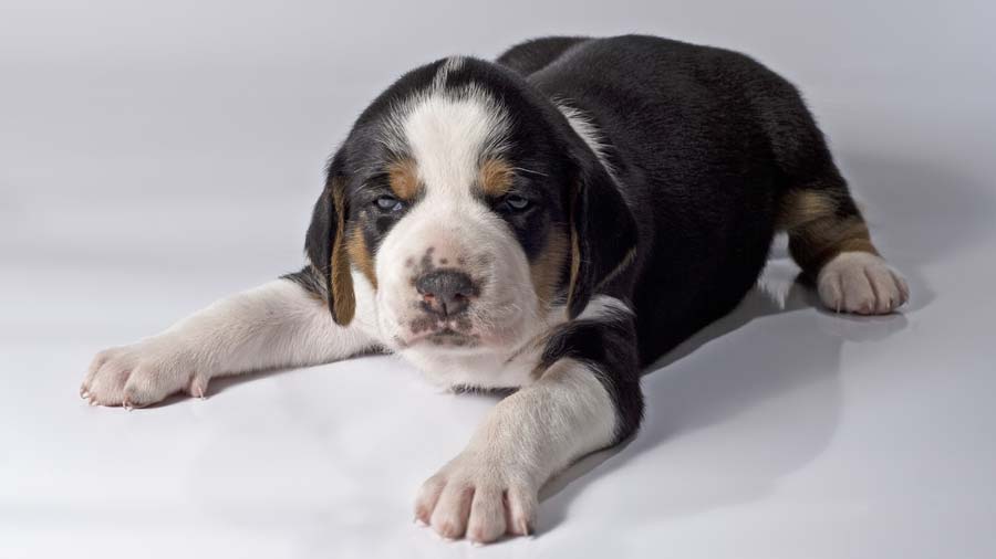 Finnish Hound Puppy (Lying, Muzzle)