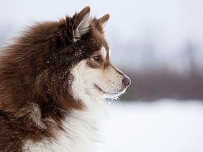 Finnish Lapphund