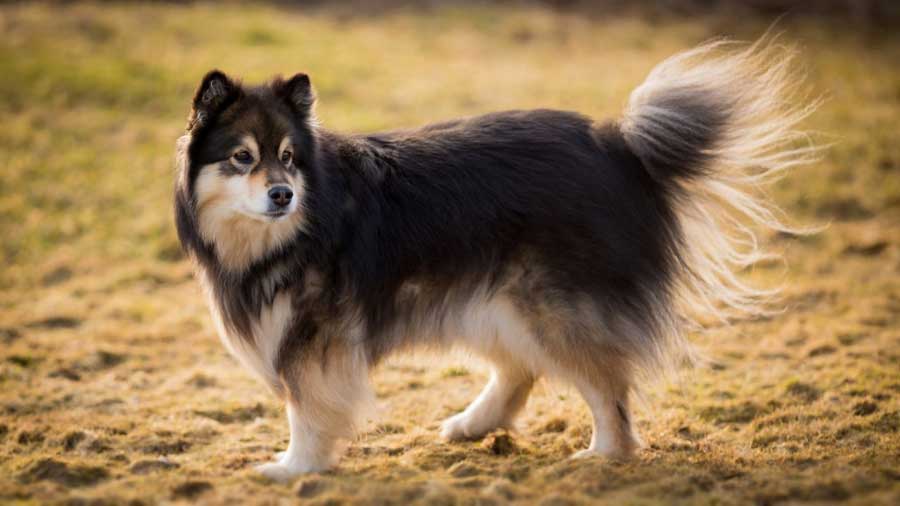 Finnish Lapphund (Side View, Standing)