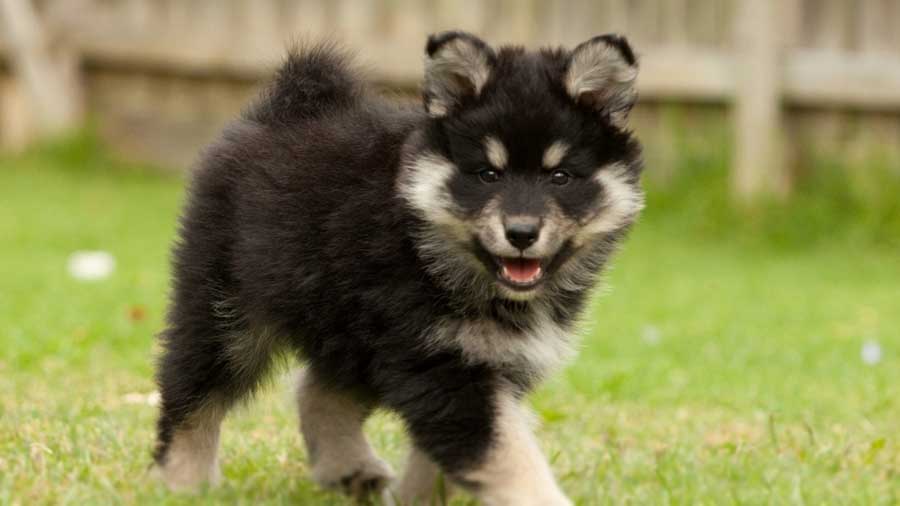 Finnish Lapphund Puppy (Face, Standing)