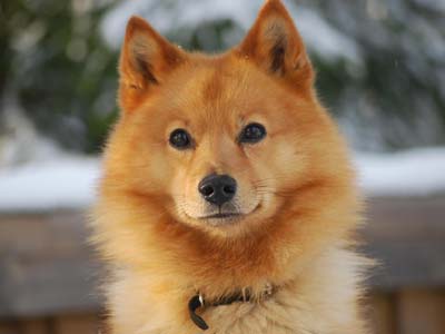 Finnish Spitz