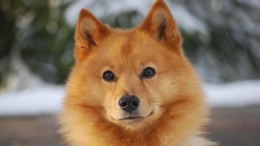 Finnish Spitz (Gold, Face)