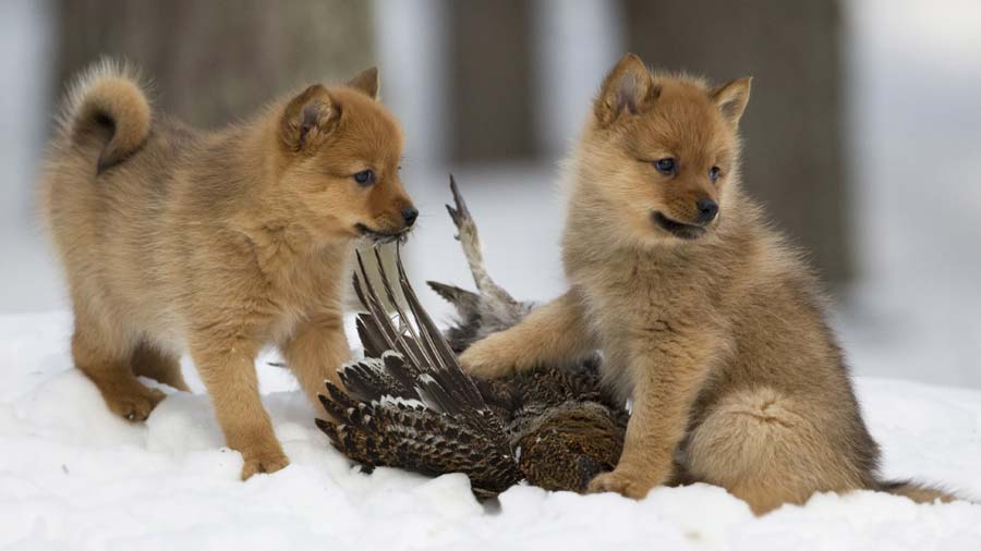 Finnish Spitz Puppy (Standing, Face)