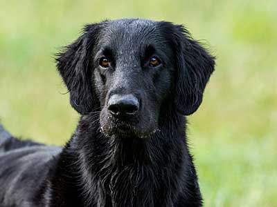 Flat-Coated Retriever