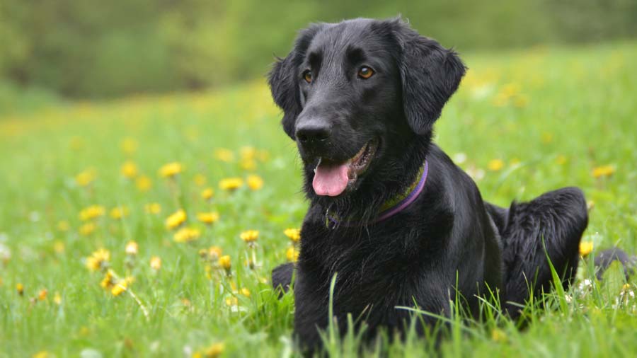 Flat-Coated Retriever (Lying, Black)