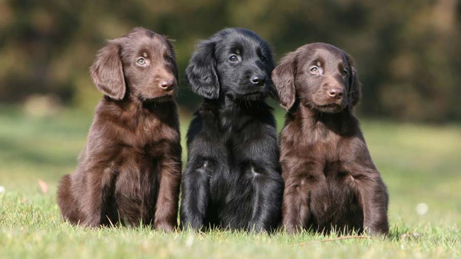 Flat-Coated Retriever Puppy (Puppies, Reddish-Brown & Black)