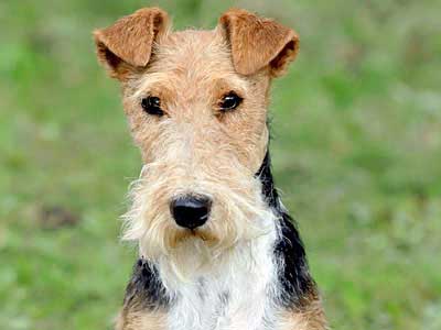 do mini fox terriers shed hair