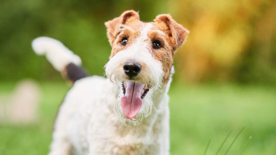 Wire Fox Terrier (White Tan & Black, Face)