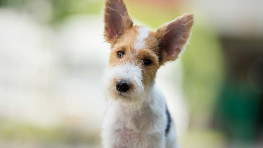 Wire Fox Terrier Puppy (White Tan & Black, Face)