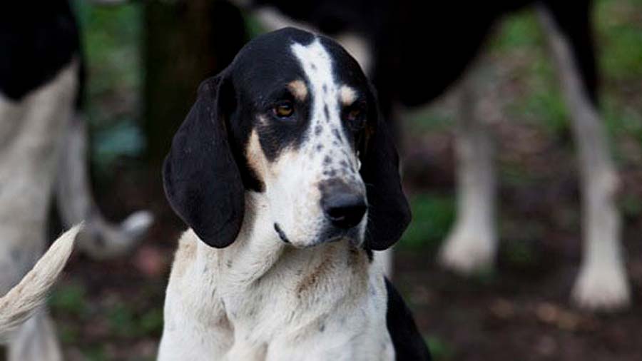 Francais Blanc et Noir (Face, Muzzle)