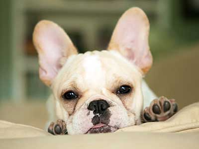 French Bulldog