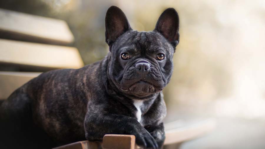 French Bulldog (Brindle, Sitting)