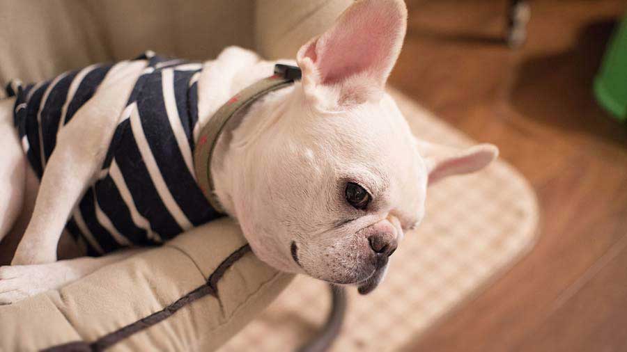 French Bulldog (White, Muzzle)