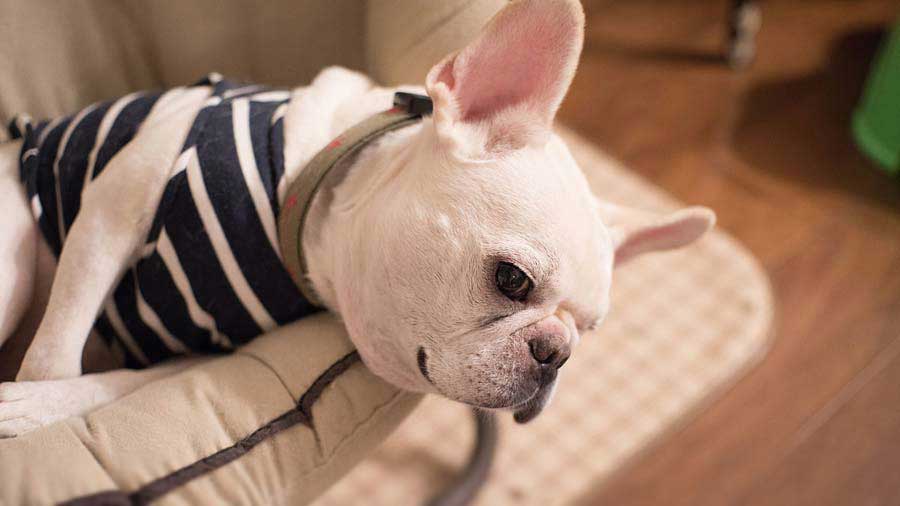 French Bulldog (White, Muzzle)