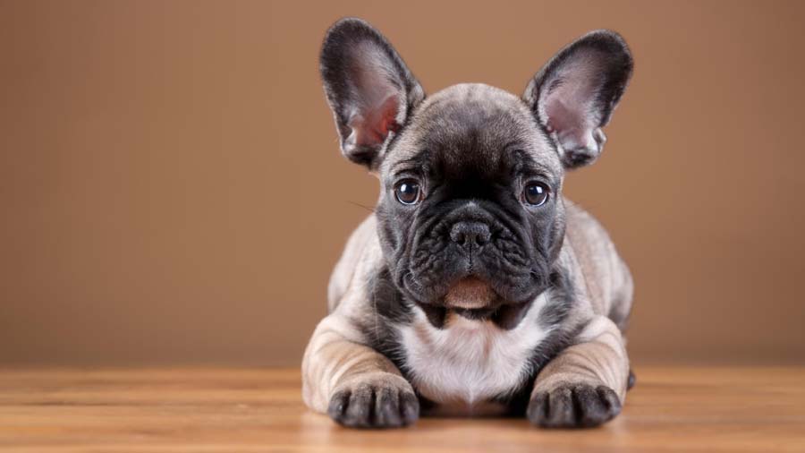 French Bulldog Puppy (Lying, Fawn Brindle)