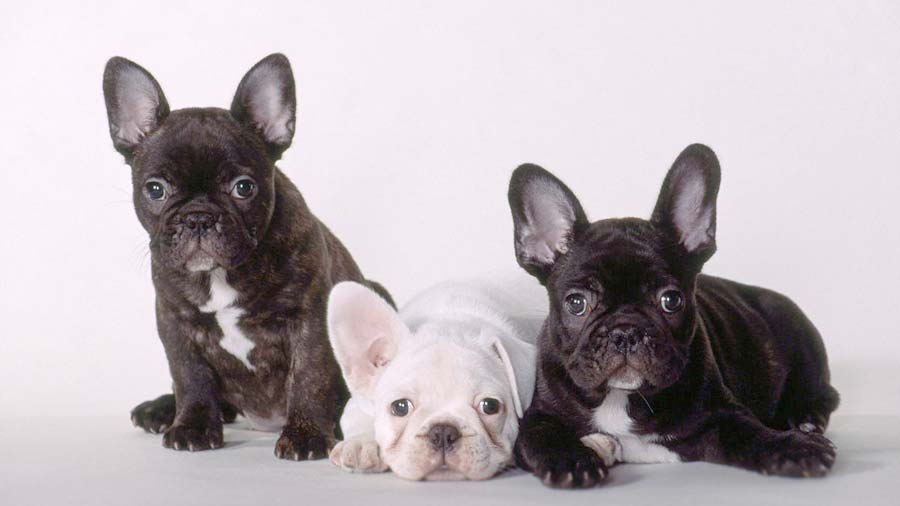 French Bulldog Puppy (Brindle, White, Black)