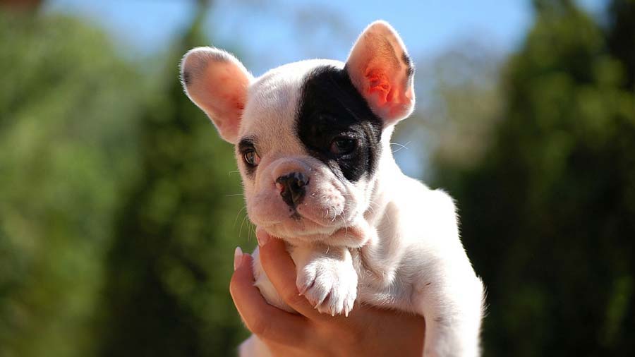 French Bulldog Puppy (Face, White & Black)