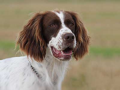 French Spaniel