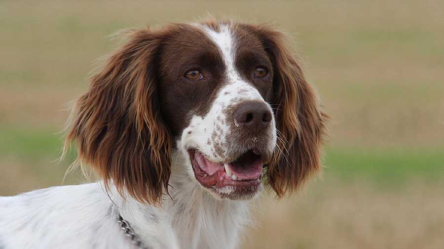 French Spaniel (Head, Muzzle)