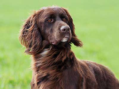 German Longhaired Pointer