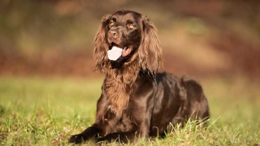 German Longhaired Pointer (Brown Roan, Lying)