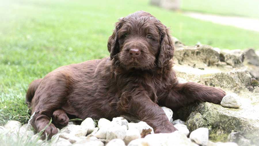 German Longhaired Pointer Puppy (Brown Roan, Lying)