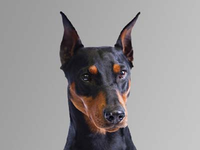 German Pinscher