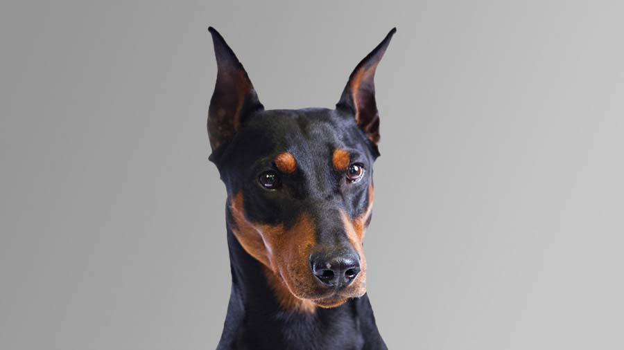 German Pinscher (Black & Tan, Face)