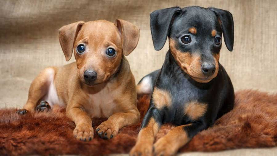 German Pinscher Puppy (Black & Tan, Brown)