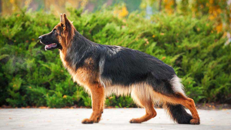 German Shepherd (Side View, Standing)