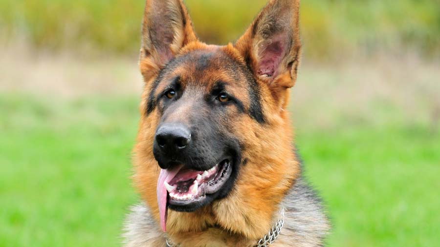 German Shepherd (Face, Head)