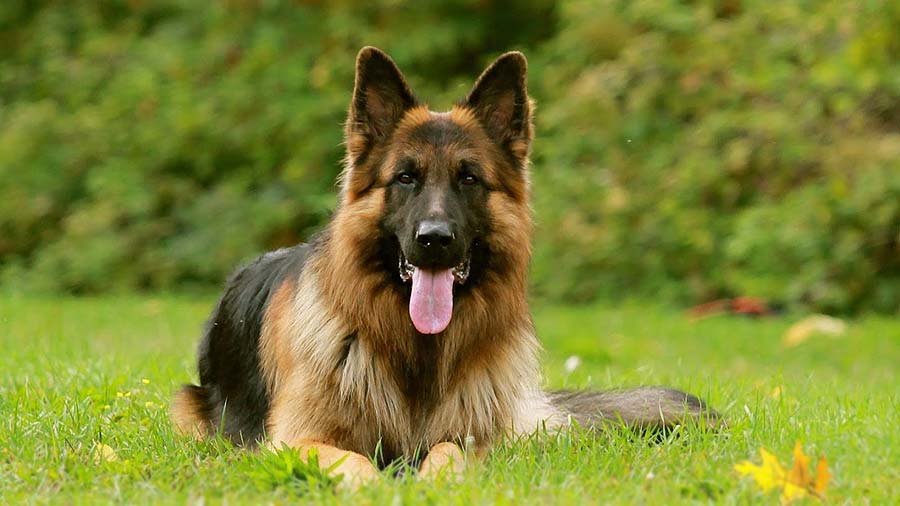 German Shepherd (Face, Sitting)