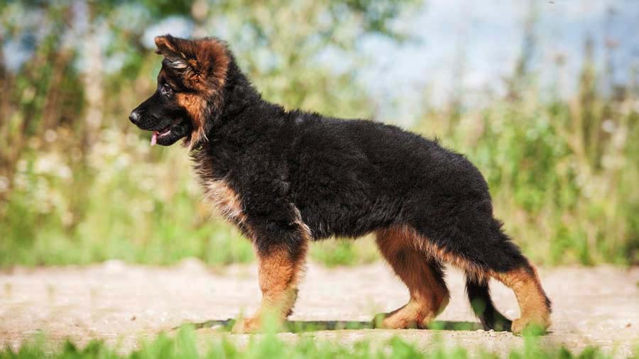 German Shepherd Puppy (Side View, Standing)