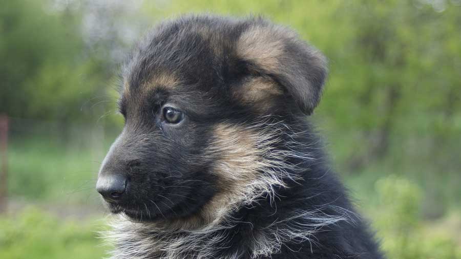 German Shepherd Puppy (Head, Side View)