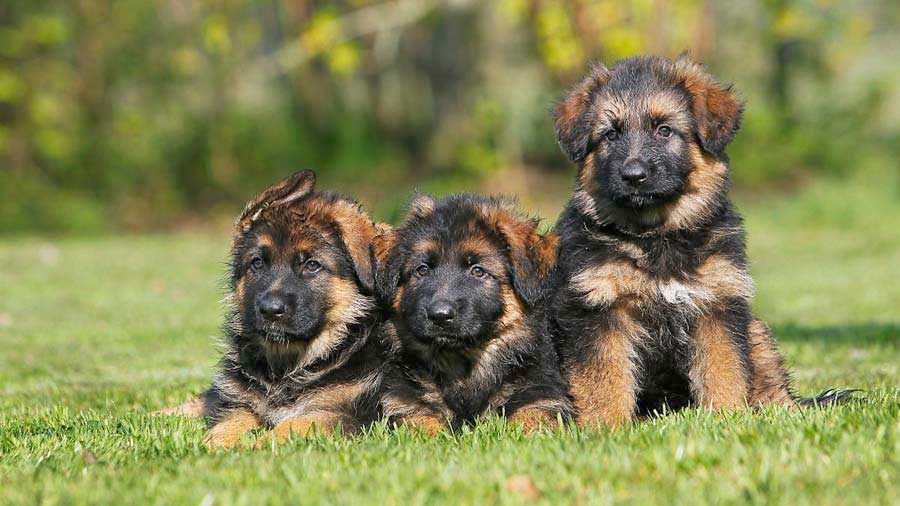 German Shepherd Puppy (Face, Sitting)