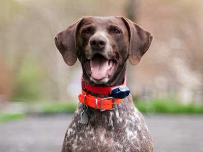 German Shorthaired Pointer