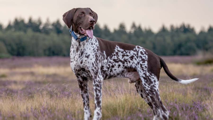 German Shorthaired Pointer (Side View, Standing)