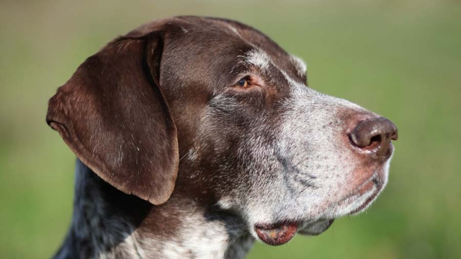 German Shorthaired Pointer (Side View, Head)