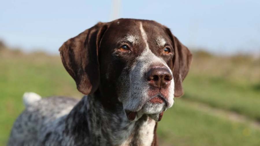 german shorthaired pointer liver and roan