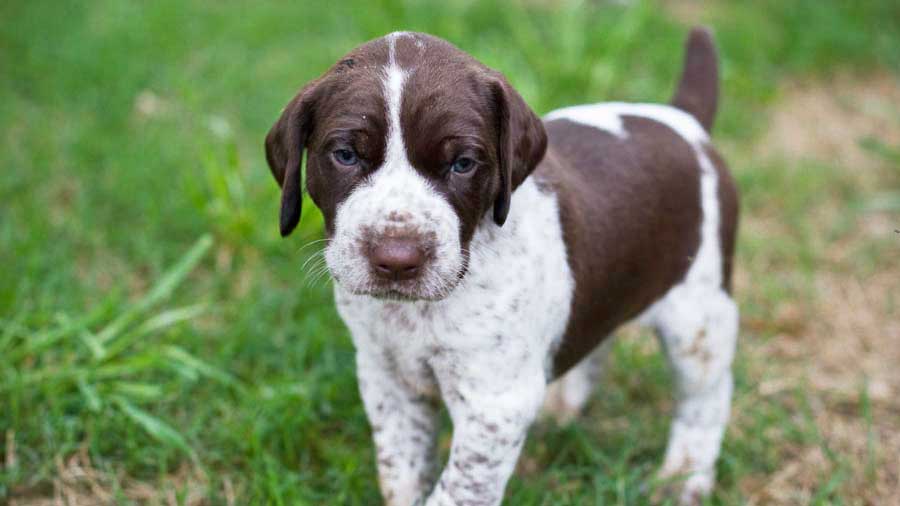 German Shorthaired Pointer Puppy (Face, Standing)